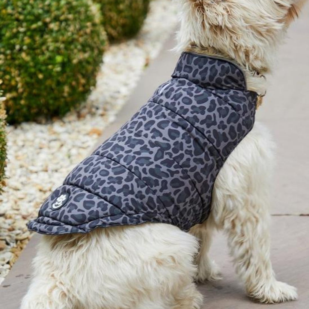 Threadbare Leopard Dog Coat from You Know Who's
