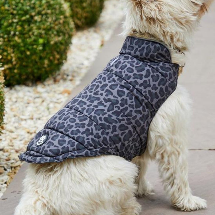 Threadbare Leopard Dog Coat from You Know Who's